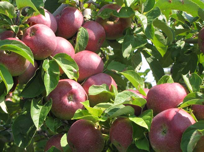 Плоды яблони «Макинтош» крупные, одно яблоко весит до 180 граммов