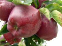 «Ред чиф» – осенний сорт яблони