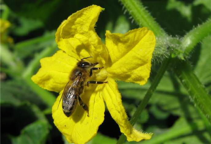 «Атлантис f1» является пчелоопыляемым высокоурожайным гибридом раннего срока созревания