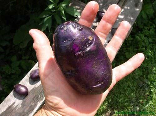Существует несколько сортов фиолетового картофеля