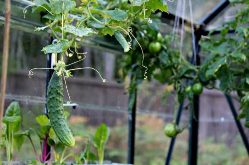 Теплицы из поликарбоната  - лучший вариант для выращивания томатов и огурцов