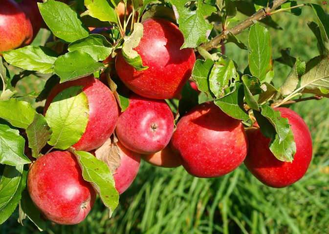 Яблоня вынуждена сбросить некоторые плоды, потому что ветви не выдерживают тяжести 