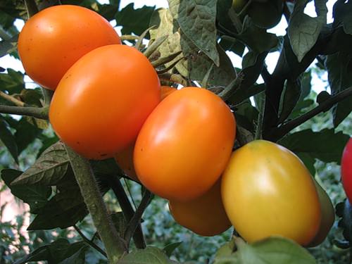 Золотой «Де Барао» предназначен для использования томатов в свежем виде и консервирования