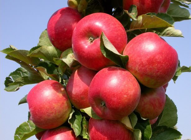 Яблоки «Останкино» характеризуются крупными плодами и ярким десертным вкусом