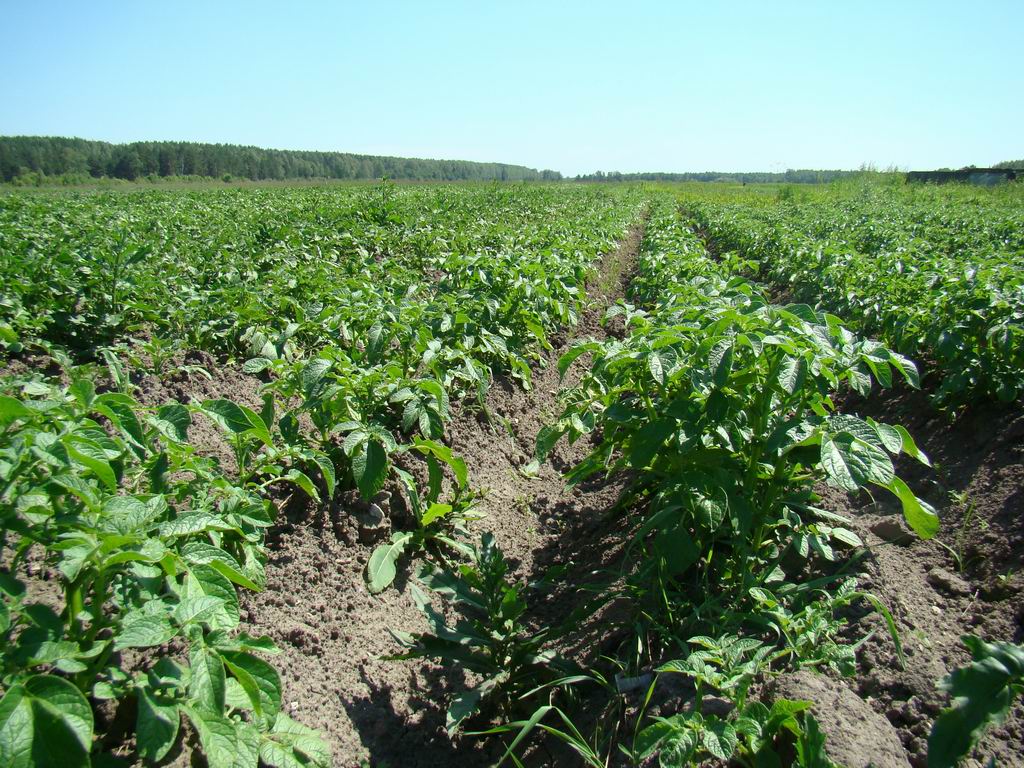 Картофель «Крепыш» рекомендуется выращивать на хорошо освещаемых и выровненных участках, которые быстро прогреваются в весенний период и не имеют застоя влаги