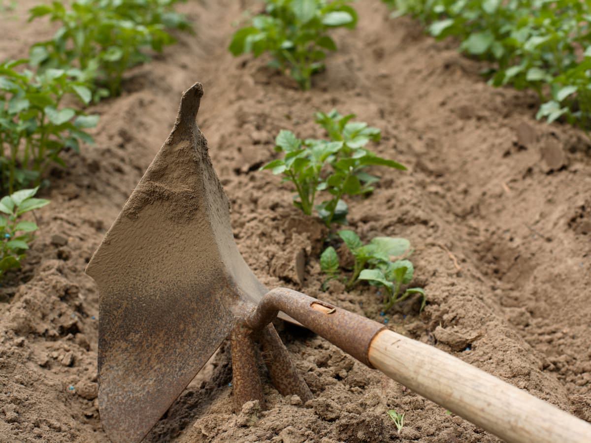 Рыхление особенно важно при выращивании картофеля на тяжелых почвах