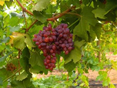 Как выбрать сорт винограда: основные отличия и особенности