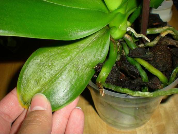 Самые распространённые болезни комнатных орхидей представлены болезнями неинфекционного характера