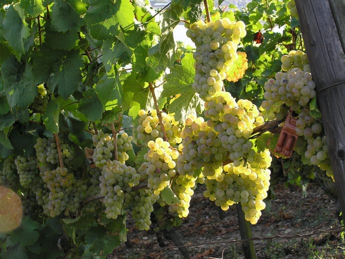 Белые сорта виноград более востребованы потребителями и широко культивируются для получения белых вин, а также для селекции