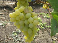 Виноград Ландыш: описание сорта, фото, плюсы и минусы винограда, отзывы, посадка и уход