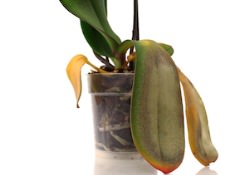 Комнатная орхидея может заболеть даже при условии соблюдения всех правил ухода