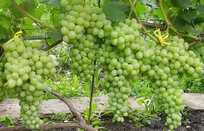 Виноград сорта «Лора» характеризуется ранним сроком созревания урожая