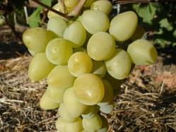 Виноград «Монарх» популярен среди садоводов-любителей