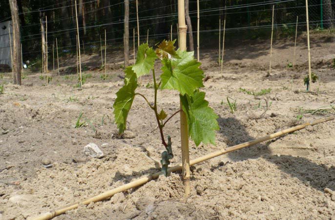 Способ посадки саженцев сорта «Монарх» стандартный для большинства гибридных форм винограда