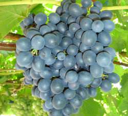 Виноград «Муромец» относится к категории комплексно устойчивых столовых сортов