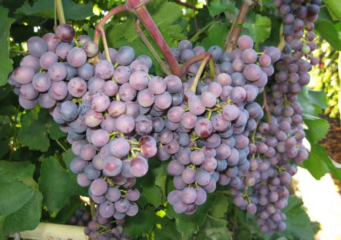Грозди винограда «Муромец» очень крупные