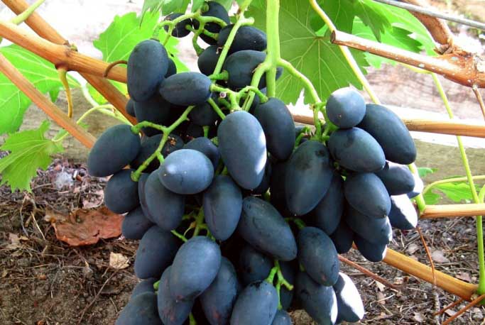 Виноград «Надежда АЗОС» созревает преимущественно в последних числах августа