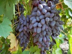 Памяти Негруля является высокоурожайным черным столовым виноградом