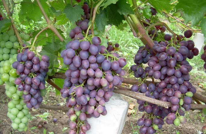 Виноград Краса Никополя: описание сорта, достоинства, выращивание, отзывы