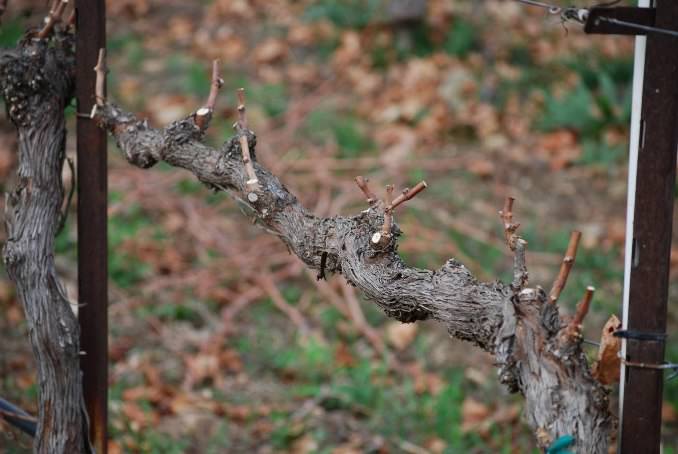 В осенний период обрезка виноградника осуществляется на плодоносных кустах