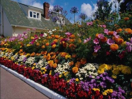 Красивый газон на даче своими руками с цветами; познавайте с нами