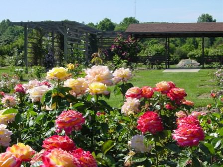 Розы в саду — отличное решение цветоподбора для собственной дачи!
