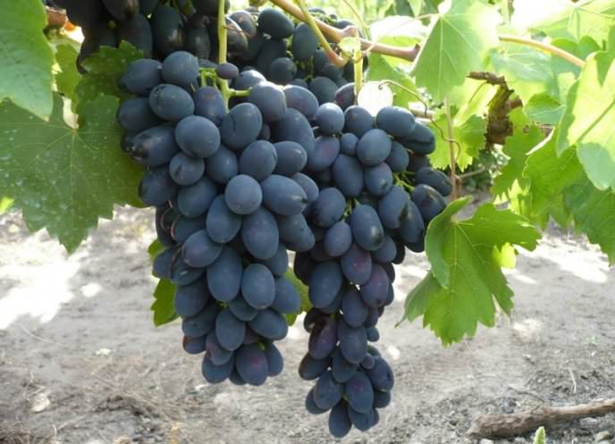 Кусты винограда «Надежда АЗОС» сильнорослые, побеги достигают до 3 м