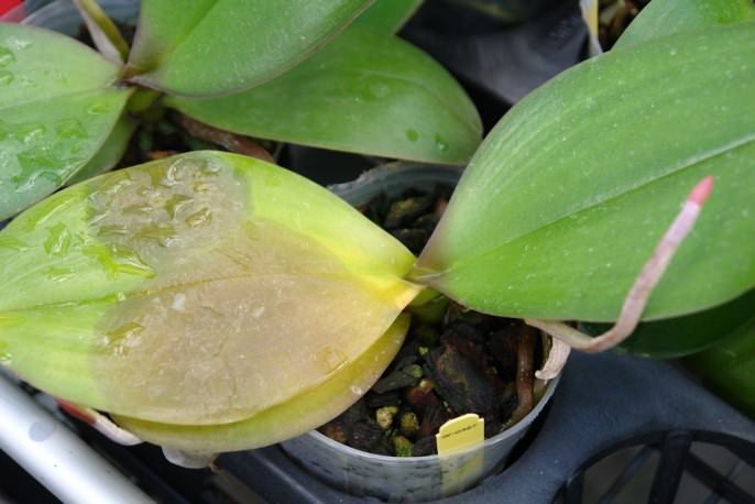 У Фаленопсисов могут пожелтеть и даже опасть самые нижние листья по естественным причинам