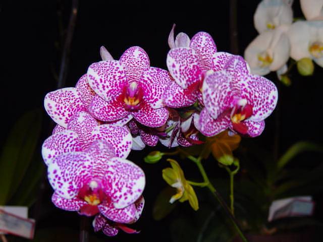 Технология выращивания орхидеи Фаленопсис в домашних условиях