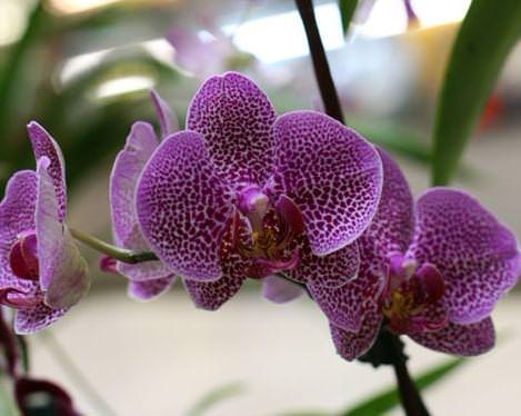 Технология выращивания орхидеи Фаленопсис в домашних условиях