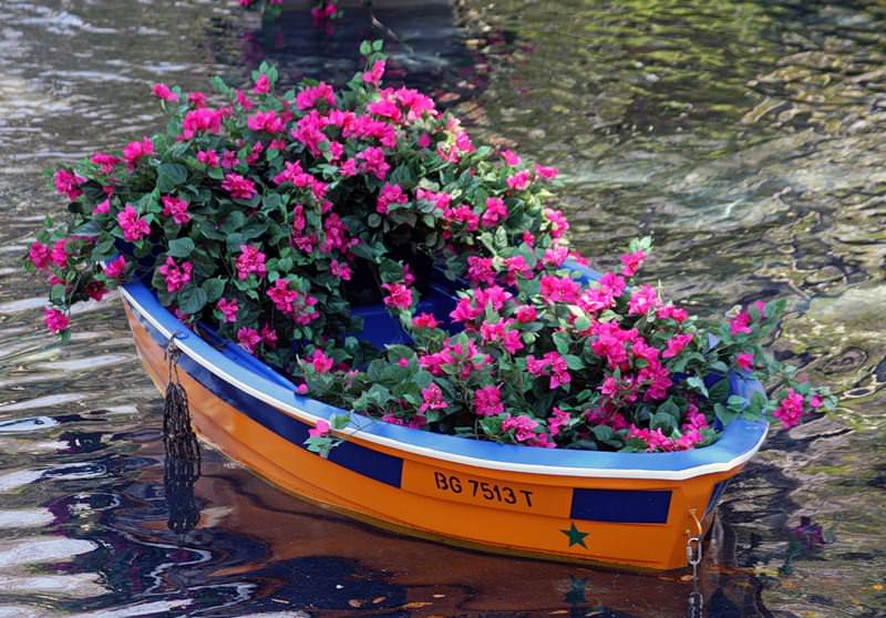 Оригинальная идея для дачного участка — лодка, полная цветов