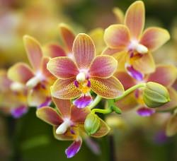 Орхидея – довольно капризное растение, требующее тщательного ухода