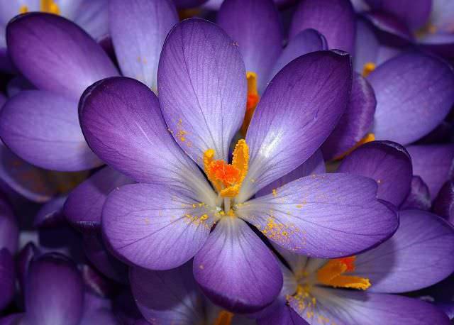 Крокус осенний создаст в саду фиолетовый цветущий ковер 