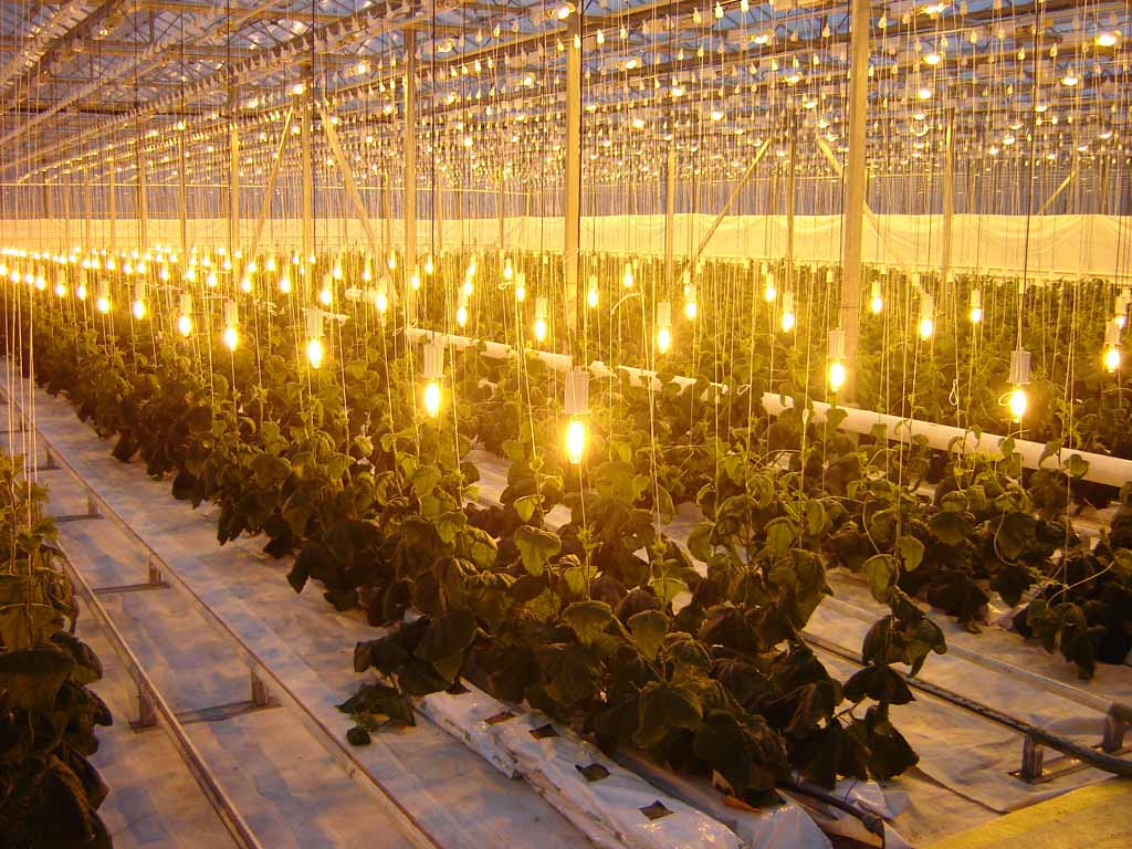 Каким должно быть освещение для растений в теплице