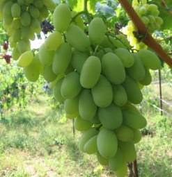Виноград Дамские пальчики: описание сорта, фото и отзывы садоводов