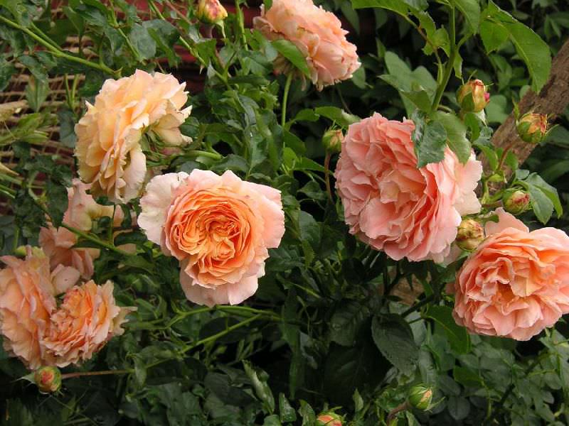 Все плетистые розы делят на несколько видов, а также множество сортов