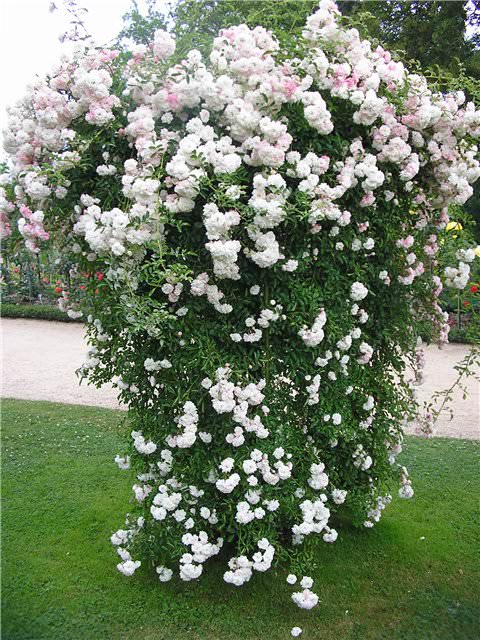 Плетистые розы: южные красавицы в вашем саду