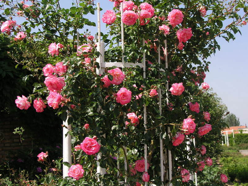 Плетистые розы: южные красавицы в вашем саду