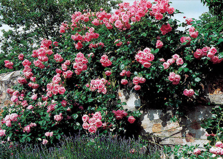 Для плетистых роз вовсе не обязательно выбирать большие площади, достаточно полоски земли в 50 см.