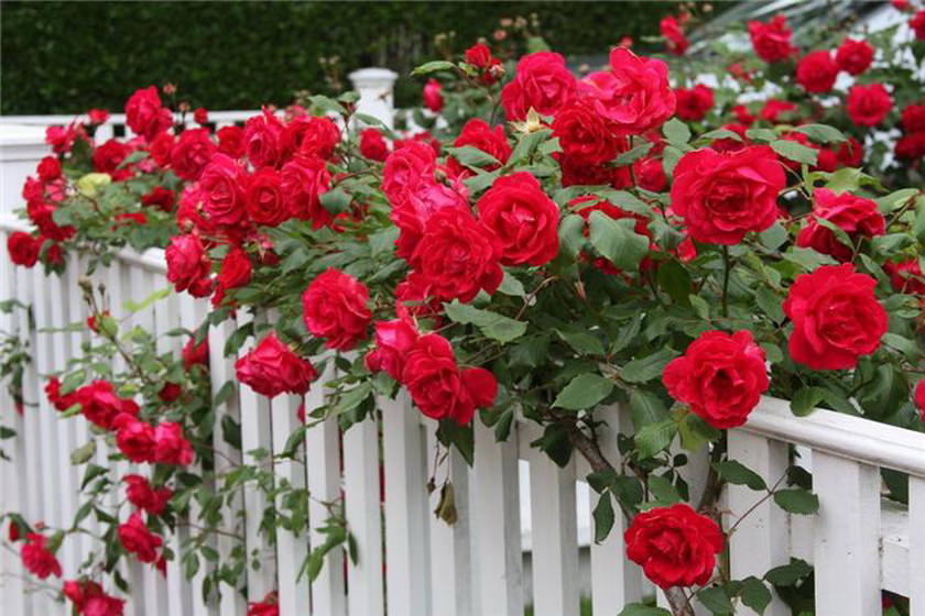 Если плетистые розы являются декоративным украшением какого-либо объекта, то их посадка должна происходить на расстоянии не менее полуметра от него