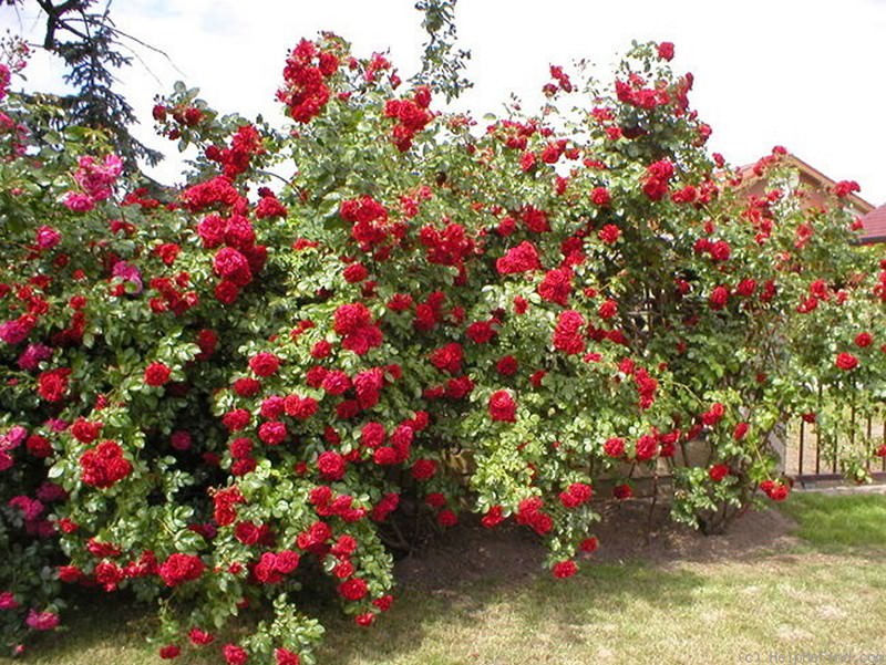 Плетистые розы рекомендуется высаживать в хорошо проветриваемых и солнечных местах