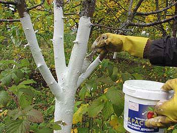 Как правильно подготовить деревья к зиме: очистка и побелка деревьев