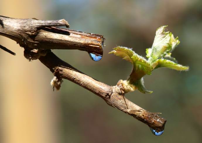 Средняя обрезка лозы винограда «Подарок Несветая» плодоношения проводится на 6-8 глазков