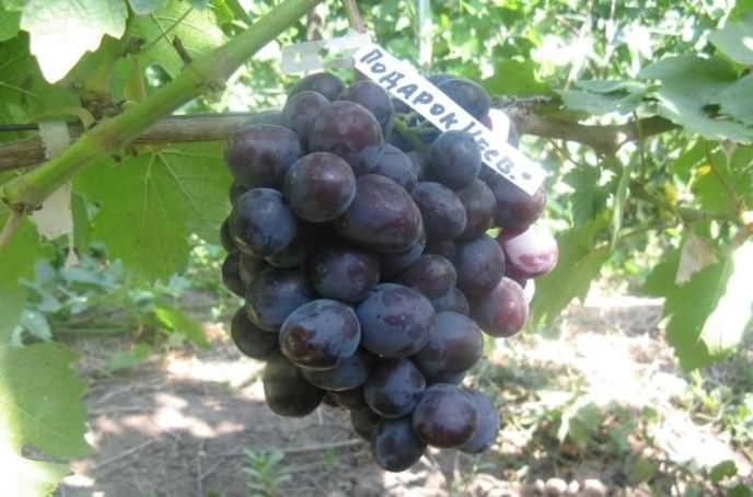Урожай винограда «Подарок Несветая» созревает через 95-105 дней от начала вегетации