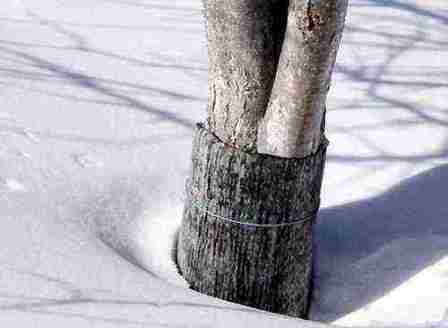 Подготовка деревьев к зиме: основные осенние процедуры