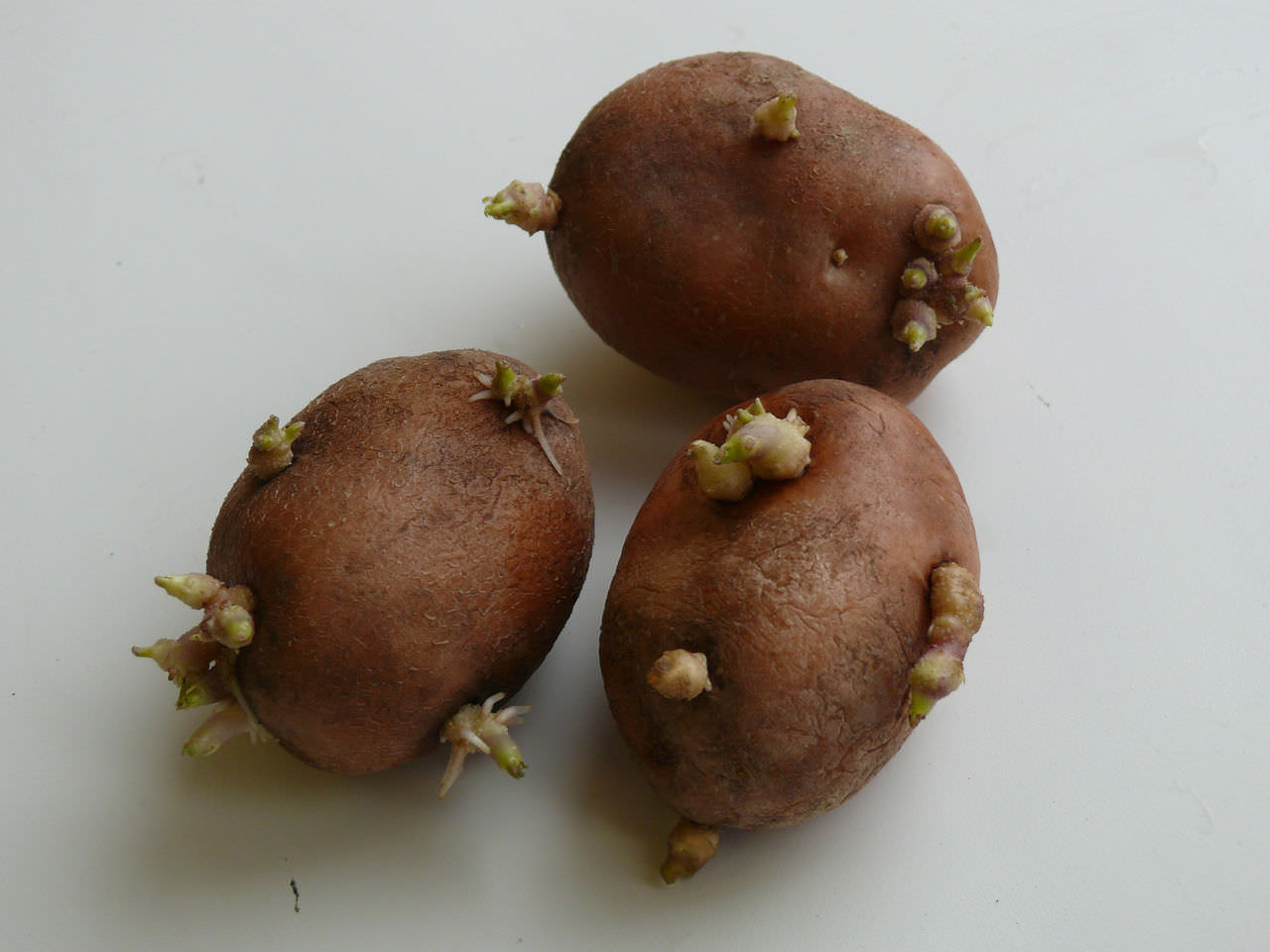 Клубни картофеля прорастание