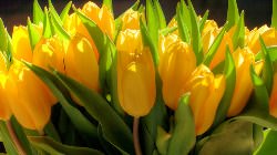 Жёлтые тюльпаны — цветы, привлекающие пристальное внимание садоводов