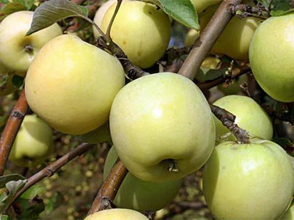 Лучшие сорта озимых яблонь: посадка и уход
