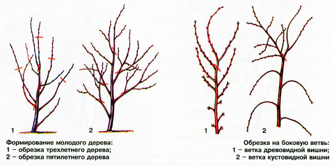 Основой обрезки молодых вишневых деревьев является формирование правильной кроны и предотвращение чрезмерного разрастания.