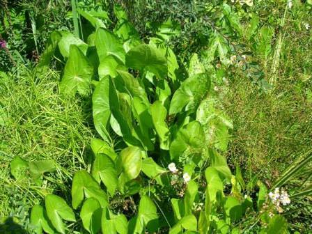 Три вида листьев стрелолиста обыкновенного
